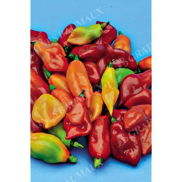 PIMENT VÉGÉTARIEN (c. chinense)