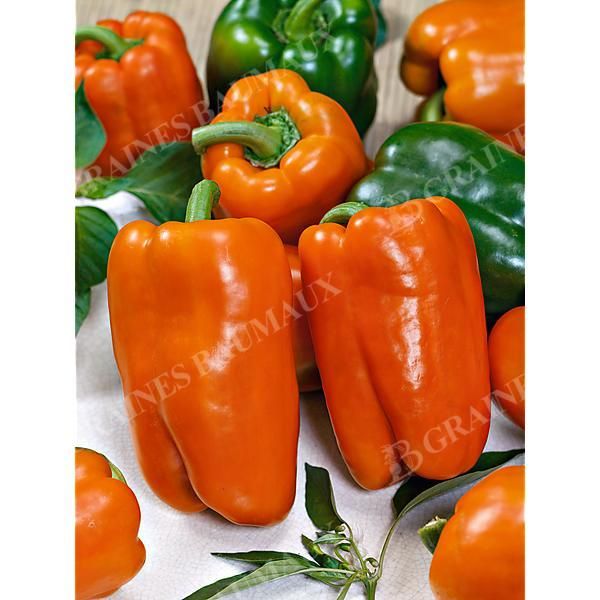 POIVRON greffé REWIA