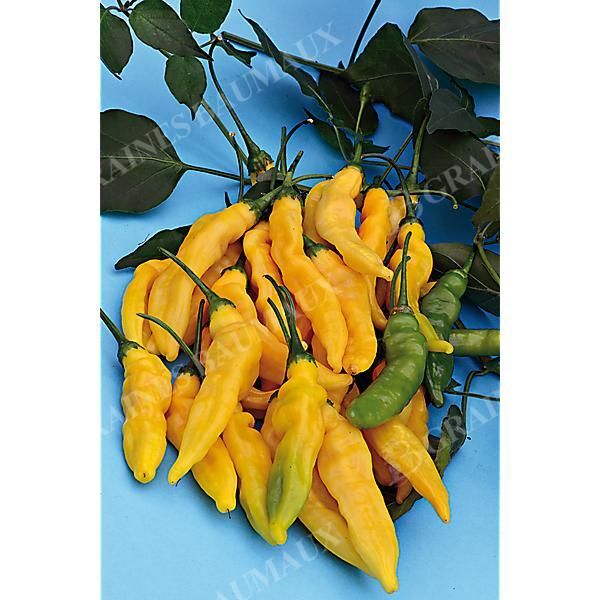PIMENT HOT LEMON ou LEMON DROP (c. baccatum)