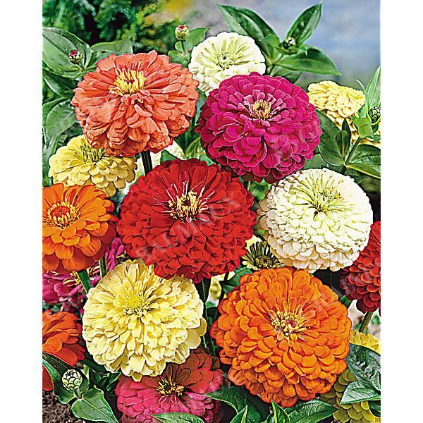ZINNIA à FLEUR de DAHLIA MIX Bio