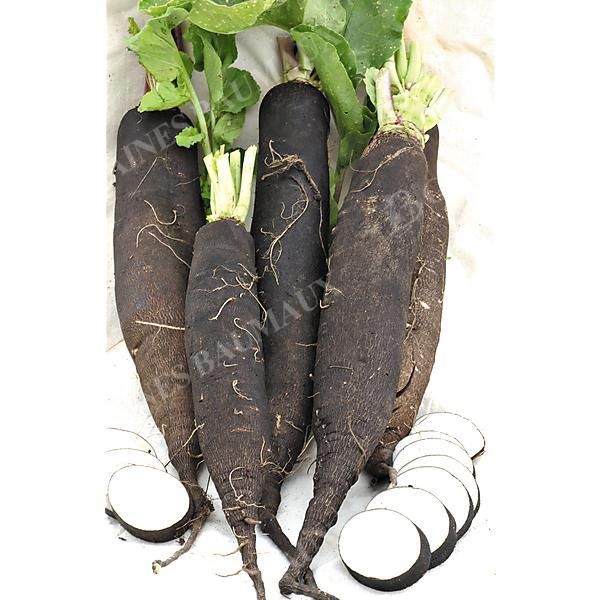 RADIS NOIR GROS LONG d'HIVER