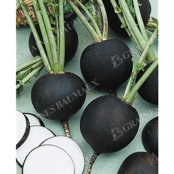 RADIS NOIR GROS ROND d'HIVER (Runder Schwarzer...