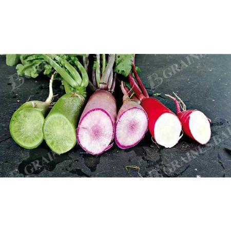 RADIS d'AUTOMNE MIX