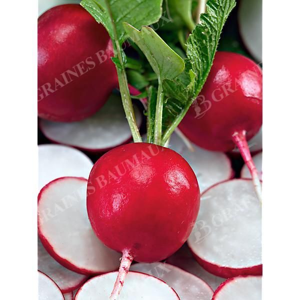 RADIS LOBO ou WINTER RED