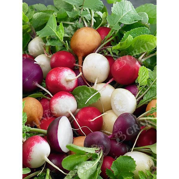 RADIS RONDS en MÉLANGE de 5 VARIÉTÉS