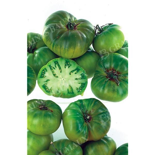 TOMATE EVERGREEN