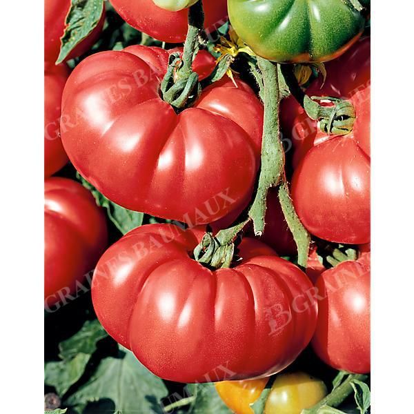 TOMATE OMAR'S LEBANESE