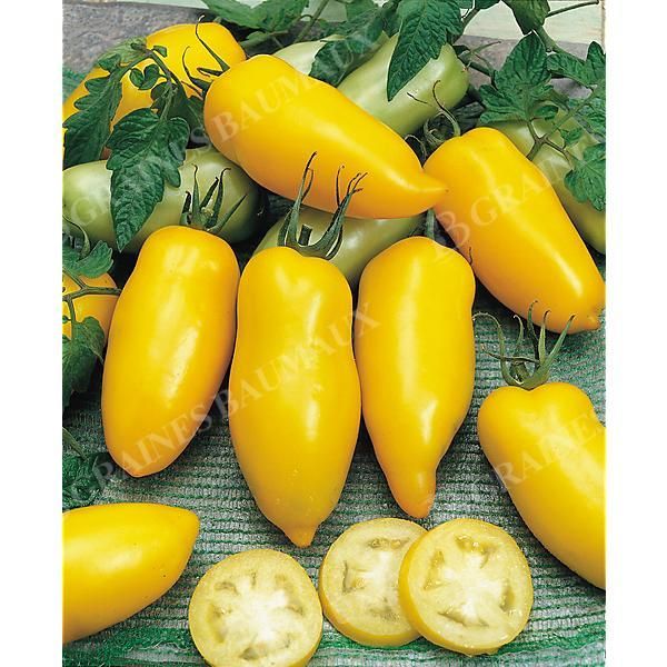 TOMATE ROMAN CANDLE