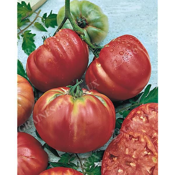 TOMATE BRANDYWINE