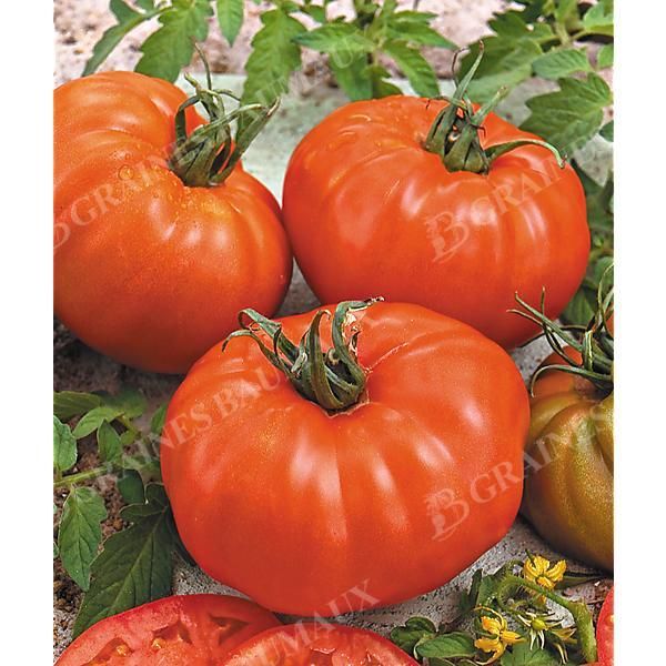 TOMATE SAINTE LUCIE