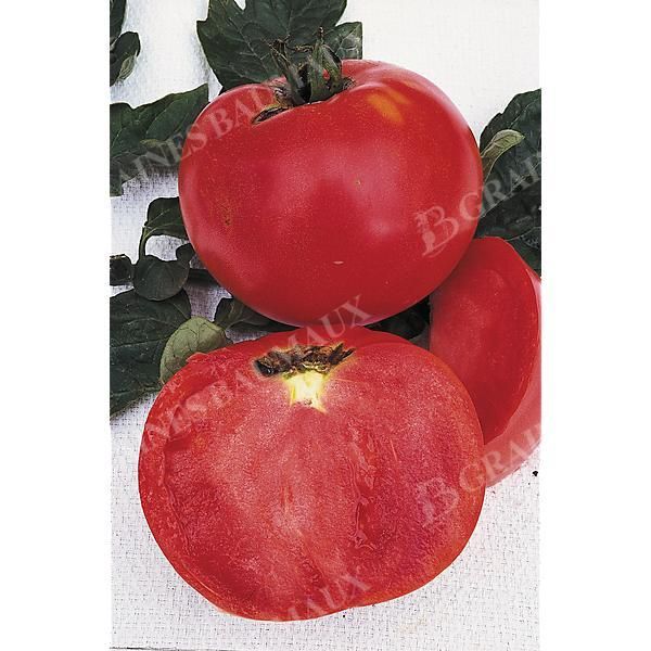 TOMATE WATERMELON BEEFSTEAK