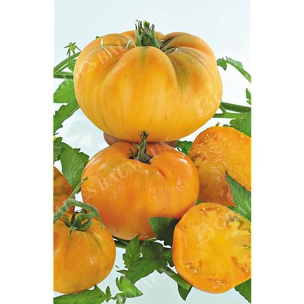 TOMATE AMANA ORANGE