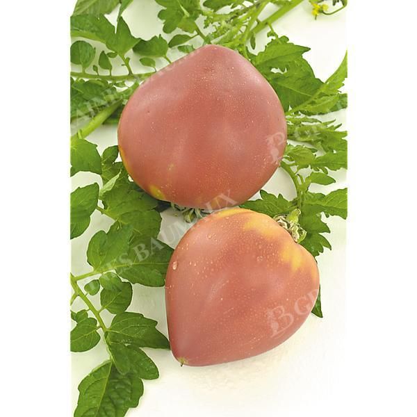 TOMATE ANNA RUSSE