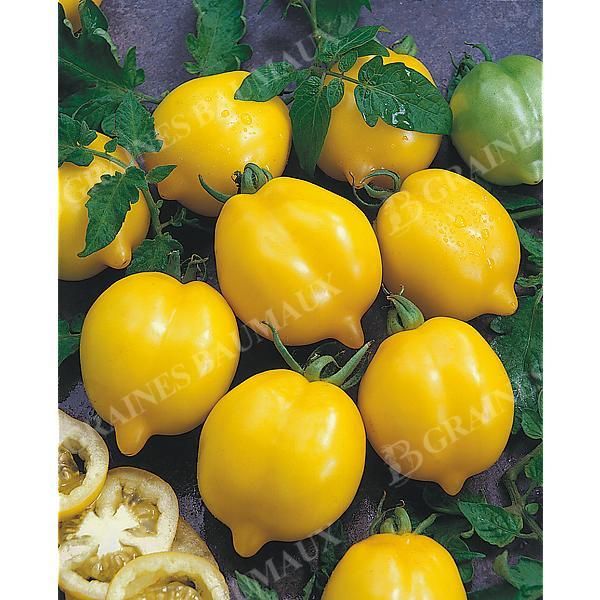 TOMATE CITRINA