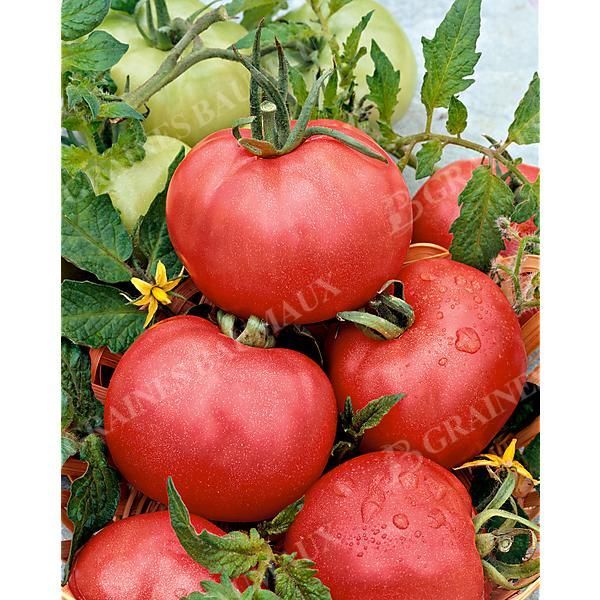 TOMATE ARKANSAS TRAVELLER