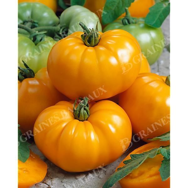 TOMATE BRANDYWINE YELLOW