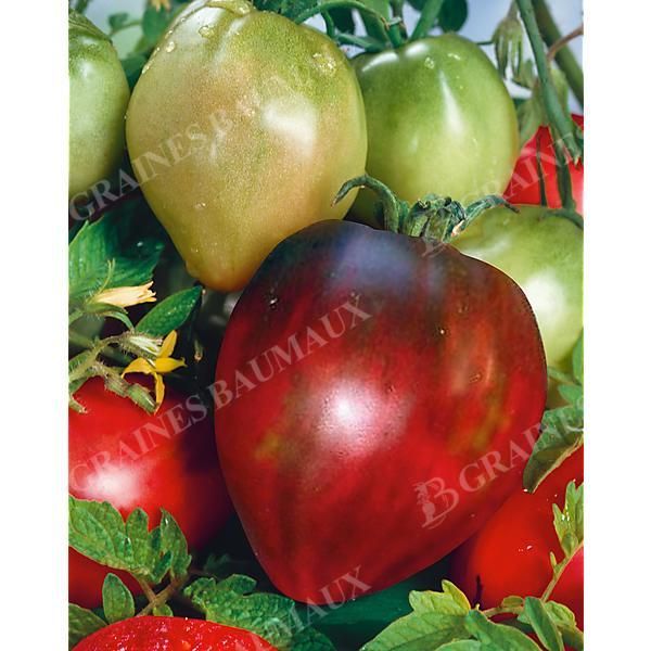 TOMATE BLACK OXHEART