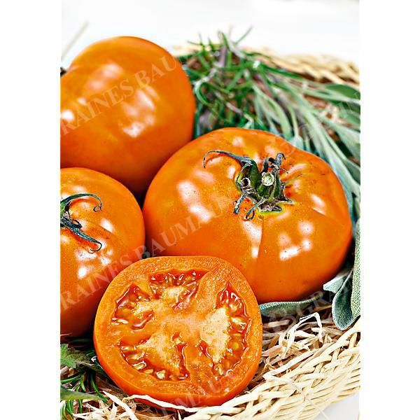 TOMATE VALENCIA
