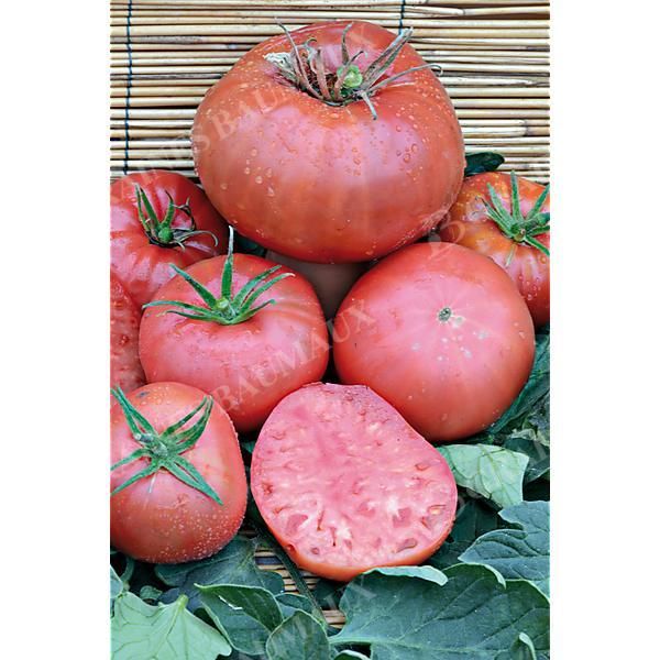 TOMATE GREGORY ALTAÏ