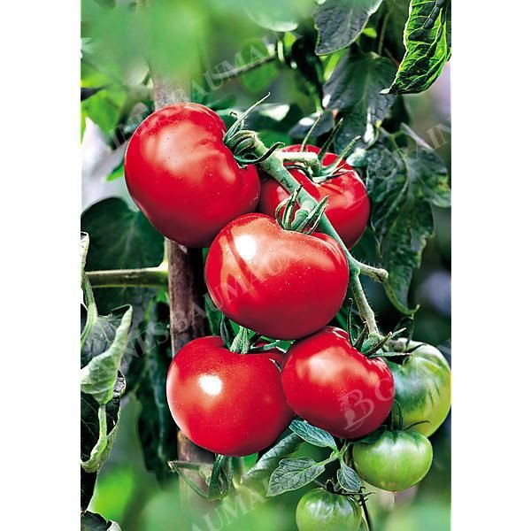 TOMATE ROUGE GROSSE LISSE