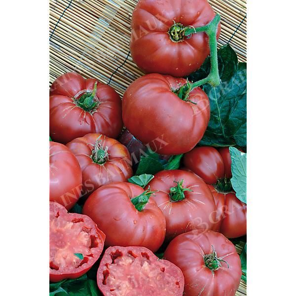 TOMATE AFRICA QUEEN