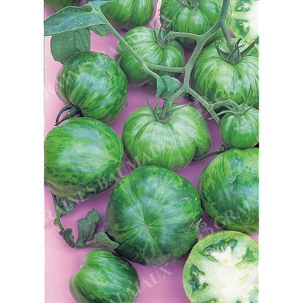 TOMATE GREEN ZEBRA