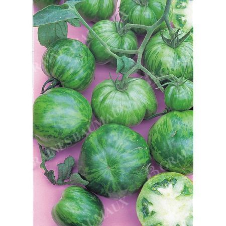 TOMATE GREEN ZEBRA