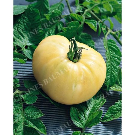 TOMATE MERVEILLE BLANCHE ou WHITE BEAUTY