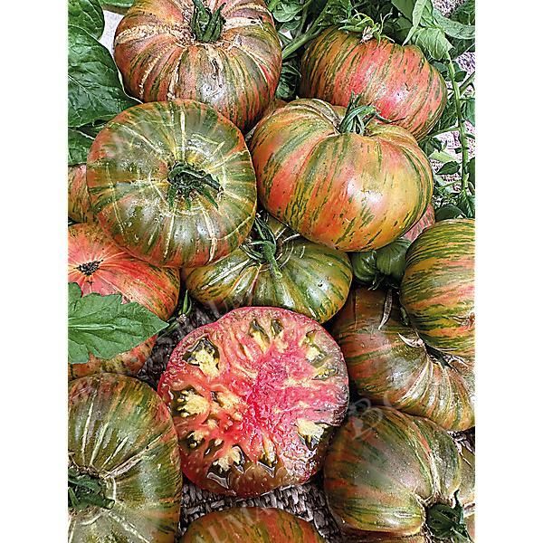 TOMATE ANANAS ZEBRA