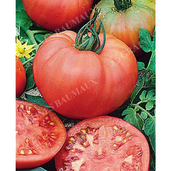 TOMATE Dr NEAL