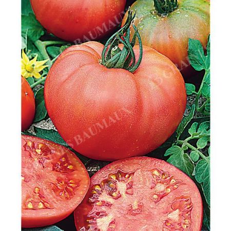 TOMATE Dr NEAL