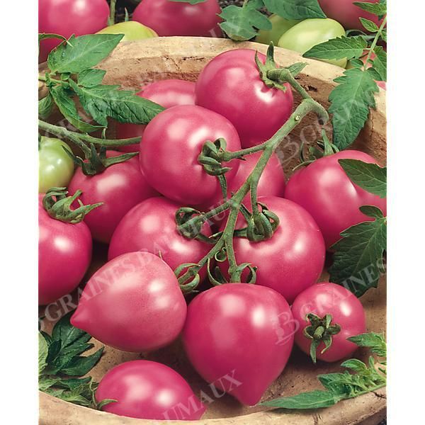 TOMATE MALINOWY RETRO