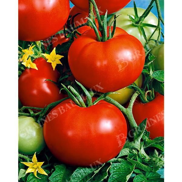 TOMATE F1 ADAM