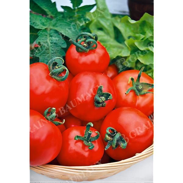 TOMATE ALKA