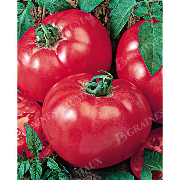 TOMATE FAWORYT