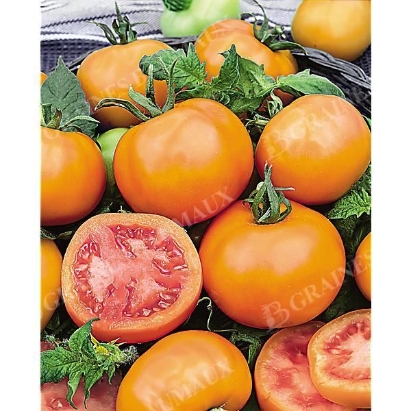 TOMATE ZLATAVA