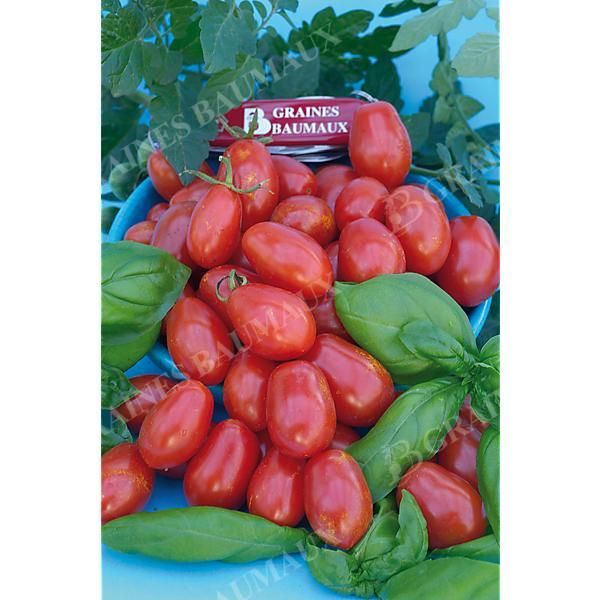 TOMATE F1 ALIGOTE