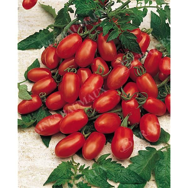 TOMATE F1 MIRADO® RED (F1 DASHER)