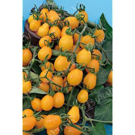 TOMATE YELLOW SUBMARINE