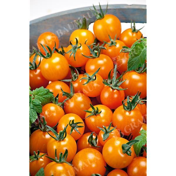 TOMATE F1 ORANGE SUN
