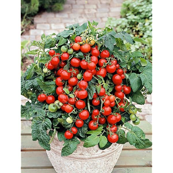 TOMATE BAJAJA