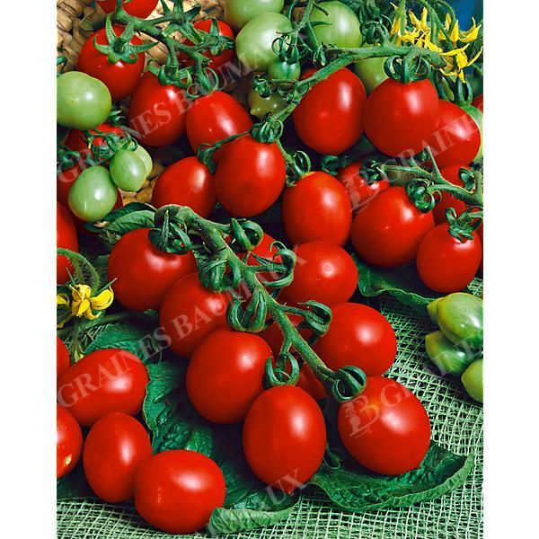 TOMATE PRINCE BORGHÈSE ou PRINCIPE BORGHESE Bio