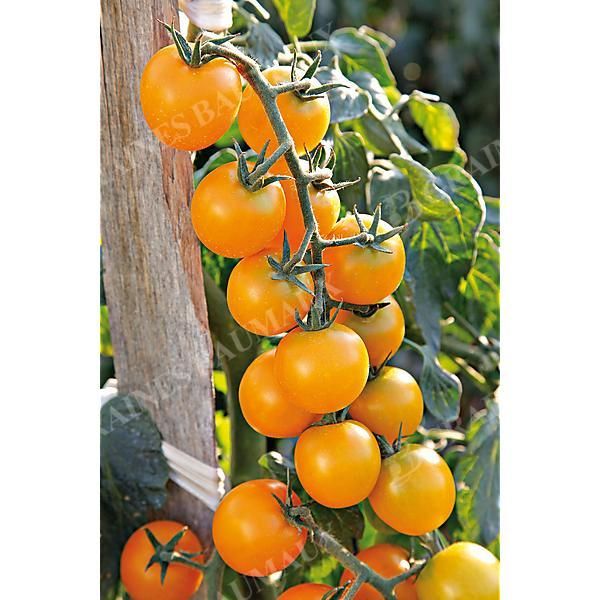 TOMATE F1 GOLDWIN