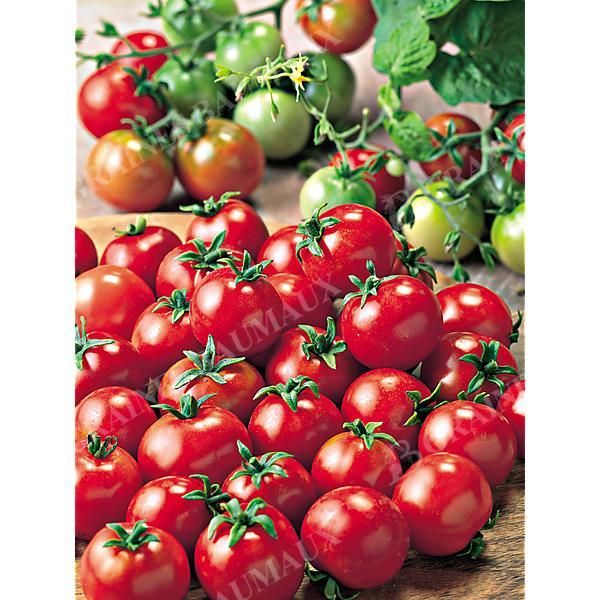 TOMATE F1 SCINTILLA