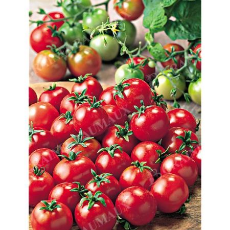 TOMATE F1 SCINTILLA