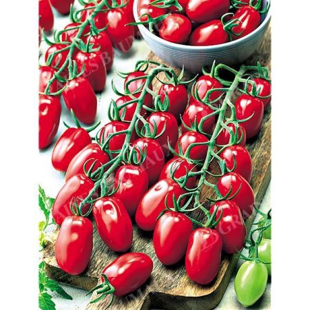 TOMATE F1 AMIROU