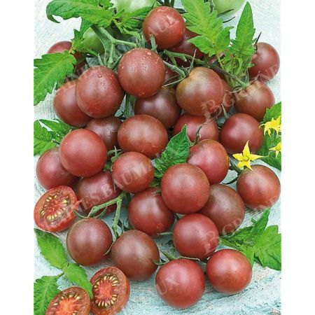 TOMATE BLACK CHERRY Bio