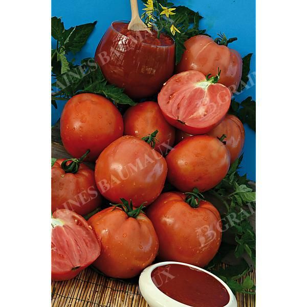 TOMATE F1 SUPERSAUCE