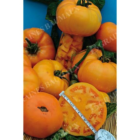 TOMATE F1 ORANGE WELLINGTON