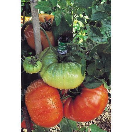 TOMATE BURPEE DELICIOUS